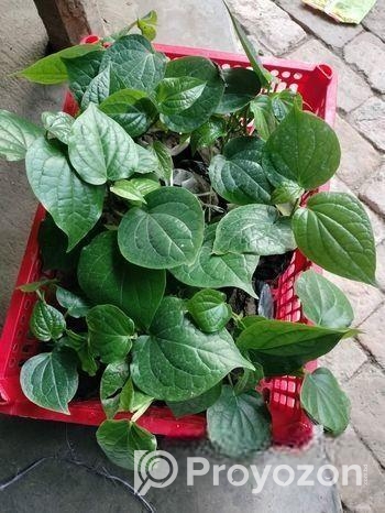 চুইঝালের চারা