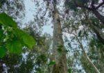 এককোলেক্টর গাছ