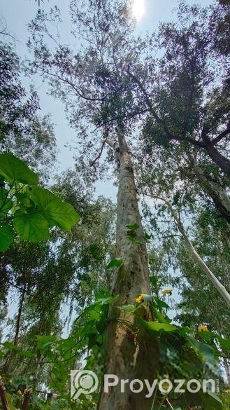 এককোলেক্টর গাছ