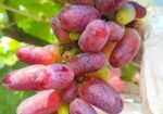আঙ্গুরের চারা কিনুন