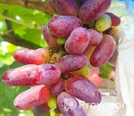 আঙ্গুরের চারা কিনুন