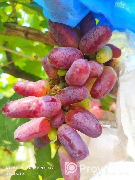 আঙ্গুরের চারা কিনুন