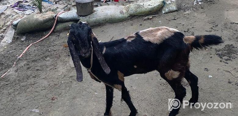 তোতাপুরি ছাগল বিক্রি হবে