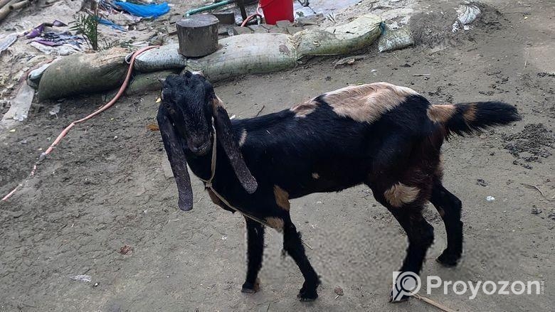তোতাপুরি ছাগল বিক্রি হবে