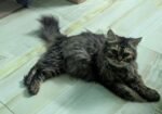 Persian cat Sell Hobe