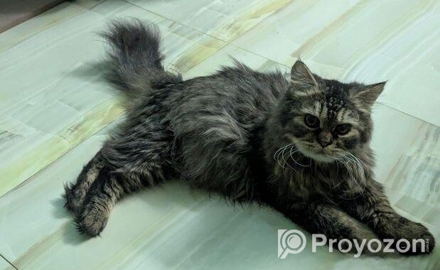 Persian cat Sell Hobe