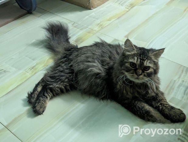 Persian cat Sell Hobe
