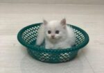 Persian Cat Sell Post
