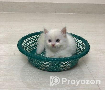 Persian Cat Sell Post