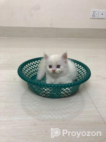 Persian Cat Sell Post
