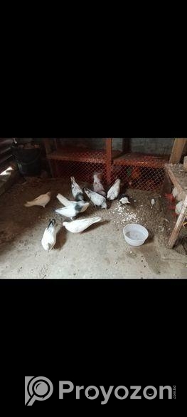 কবুতর বিক্রি হবে।