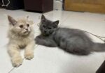 Persian Turkish Angora Mixed Kitten