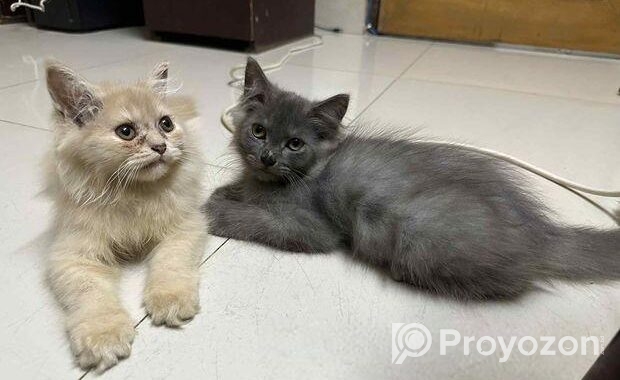 Persian Turkish Angora Mixed Kitten