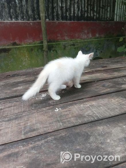 তিন টা বিড়ালের বাচ্চা বিক্রি করা হবে