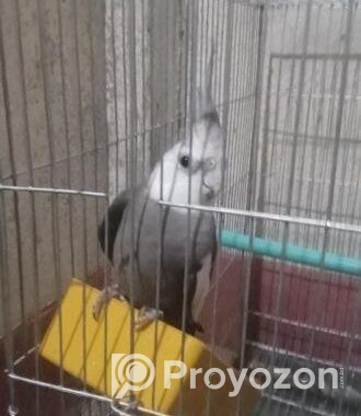 কোকাটেলমেল হোয়াইট ফেস