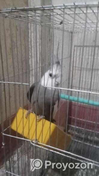 কোকাটেলমেল হোয়াইট ফেস