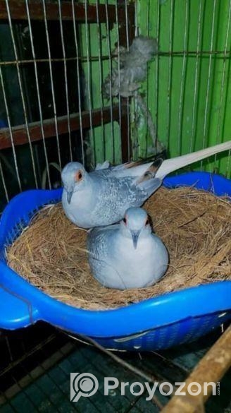 একটি প্রাপ্তবয়স্ক ডায়মন্ড ডাব বিক্রি করে হবে রান