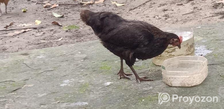 মুরগী বিক্রি