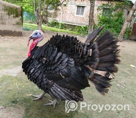 রানিং একজোড়া তুর্কি মুরগি