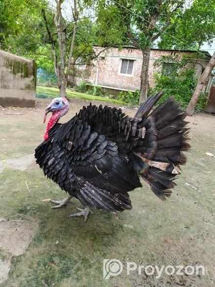 রানিং একজোড়া তুর্কি মুরগি