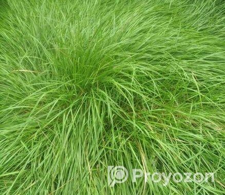 উউলি /খের ক্রয় করে থাকি (ভাংগার আশেপাশে)