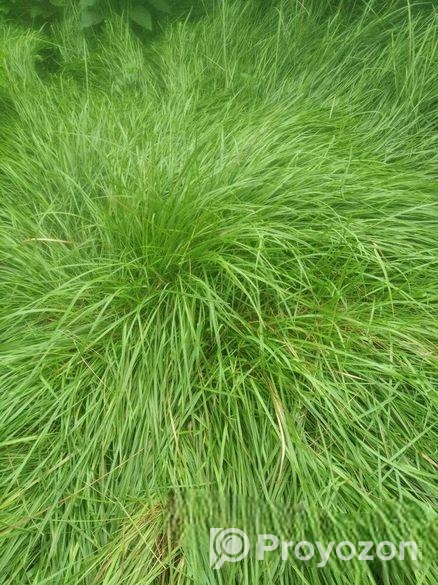 উউলি /খের ক্রয় করে থাকি (ভাংগার আশেপাশে)