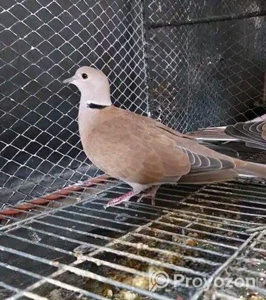 একজোড়া তিলা ঘুঘু ও রাজ হাত বদল হবে লোকেশনে