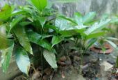 রুপালি আমের চারাগাছ