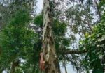 এককোলেক্টর গাছ