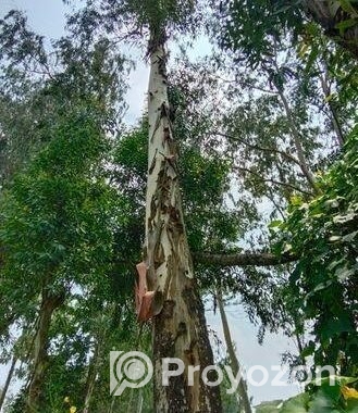 এককোলেক্টর গাছ