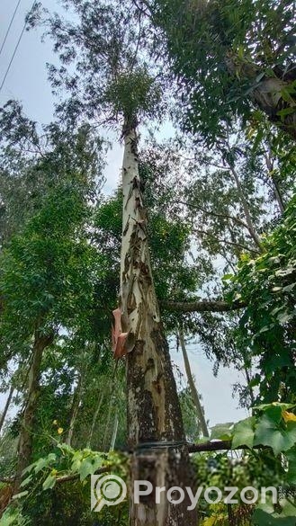 এককোলেক্টর গাছ