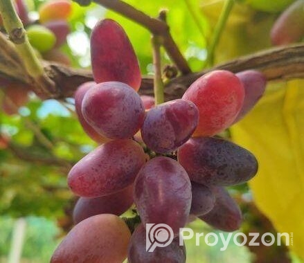 আঙ্গুরের চারা কিনুন