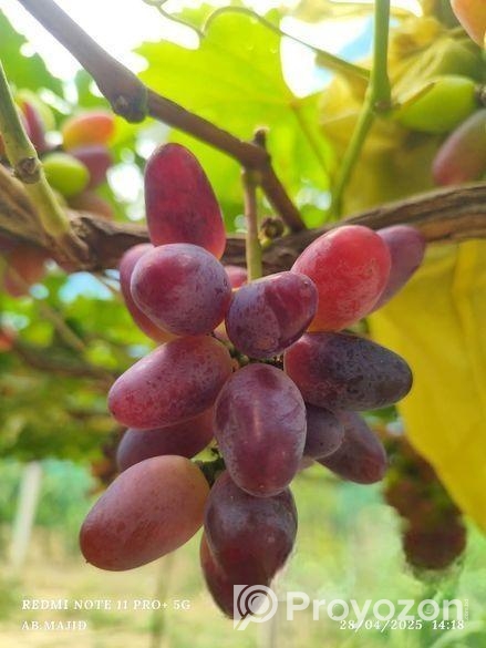 আঙ্গুরের চারা কিনুন