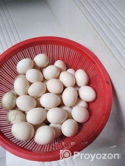 সাদা চিনা হাসেঁর বীজ ডিম বিক্রি হবে