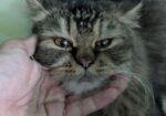 Persian cat Sell Hobe