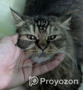 Persian cat Sell Hobe