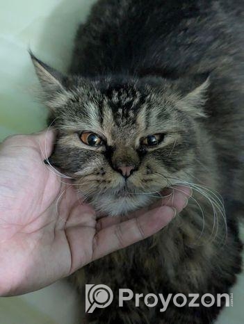 Persian cat Sell Hobe