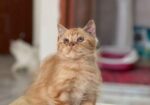Persian Cat Sell Post