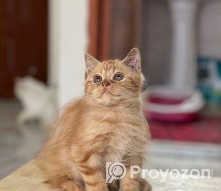 Persian Cat Sell Post