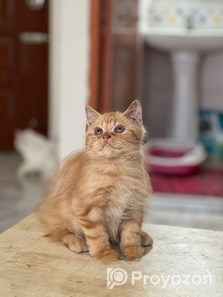 Persian Cat Sell Post