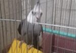 কোকাটেলমেল হোয়াইট ফেস