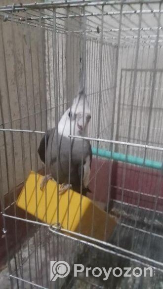 কোকাটেলমেল হোয়াইট ফেস