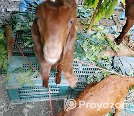 তোতাপুরি ছাগল