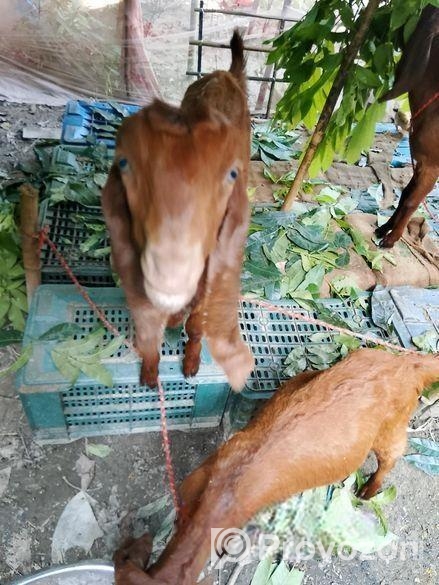 তোতাপুরি ছাগল