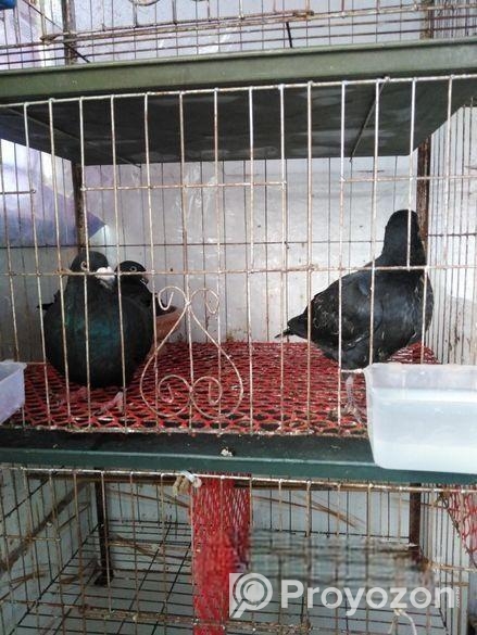 জার্মানি ব্ল্যাক বিউটি হোমা মাস্টার পেয়ার