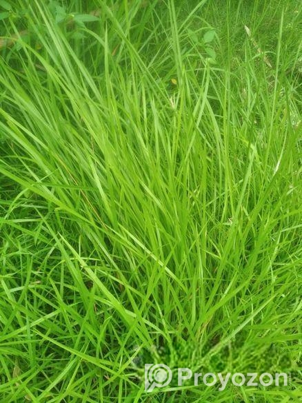 উউলি /খের ক্রয় করে থাকি (ভাংগার আশেপাশে)