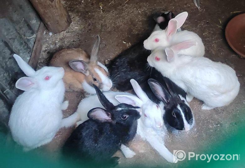 Khargosh ar lord sell korbo