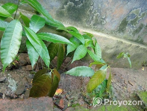 রুপালি আমের চারাগাছ