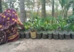 সব চারা ও বীজ বিক্রি করা হয়।