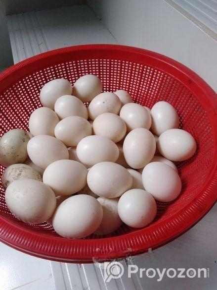 সাদা চিনা হাসেঁর বীজ ডিম বিক্রি হবে